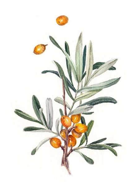 Sea Buckthorn Watercolor