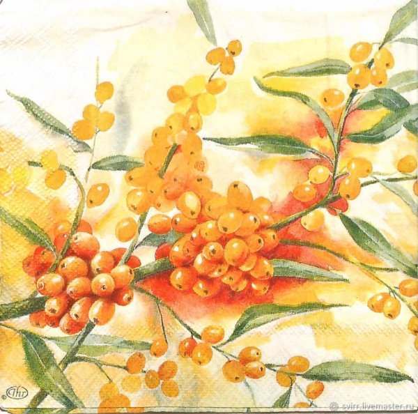 Колючки облепихи рисунок