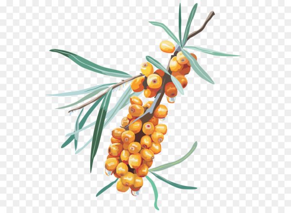 Облепиха акварель