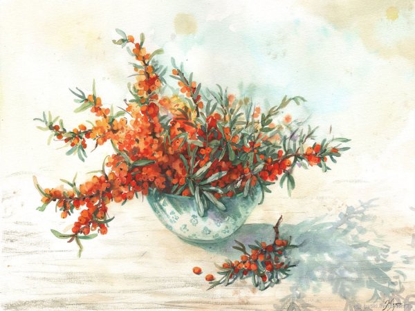 Ягоды скетч маркерами