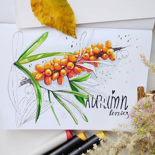 Облепиха акварель