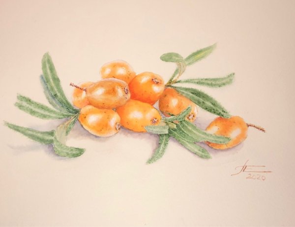 Облепиха вектор