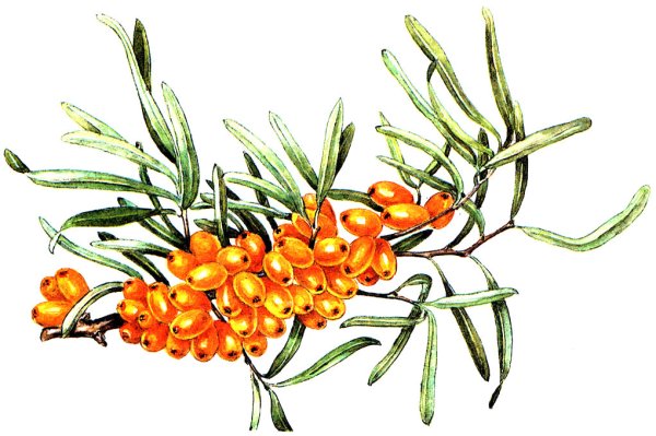 Облепиха рисунок