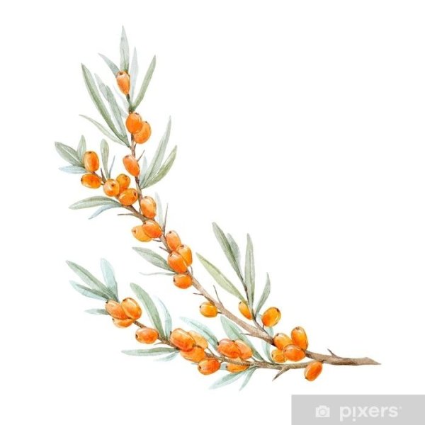 Ветка облепихи акварель