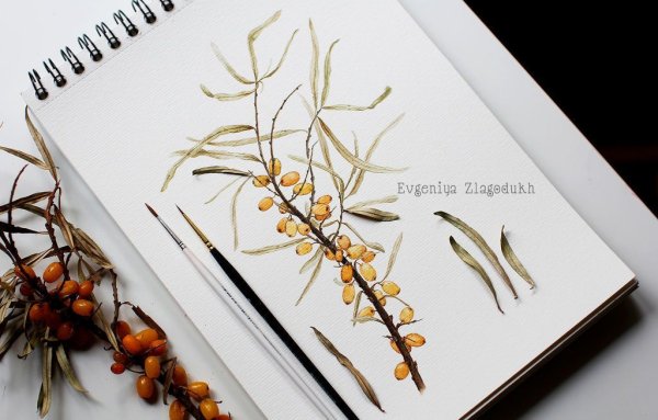 Облепиха паттерн