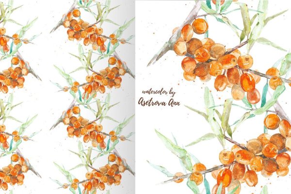Облепиха акварель