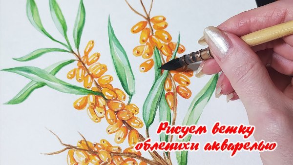 Облепиха Ботаническая иллюстрация