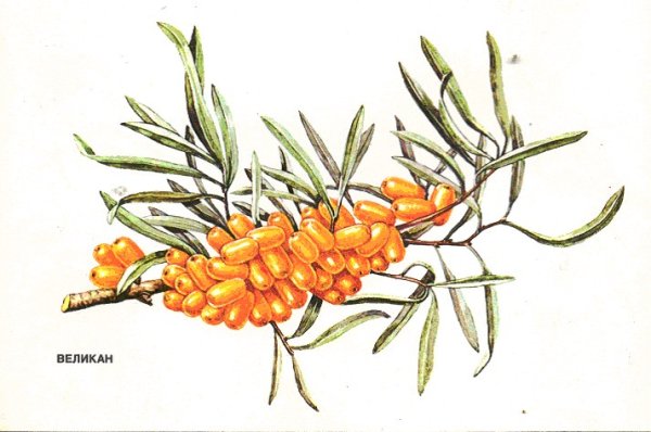 Апельсины на ветке акварелью