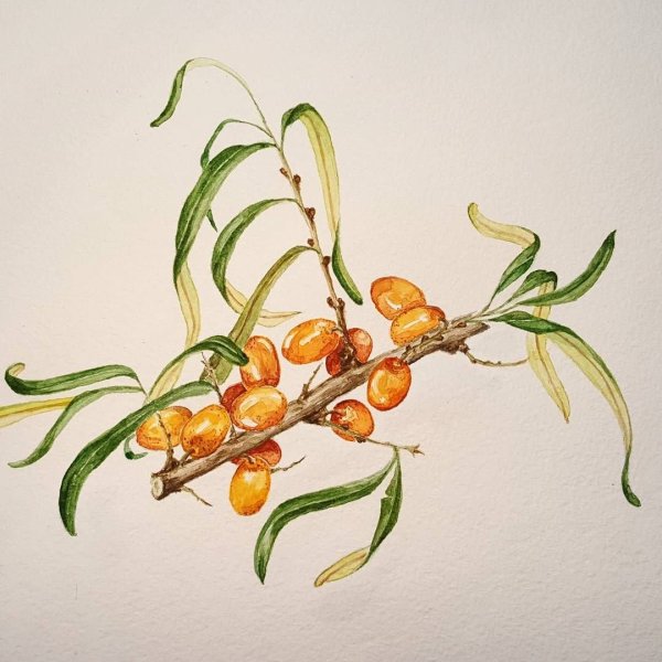 Облепиха акварель