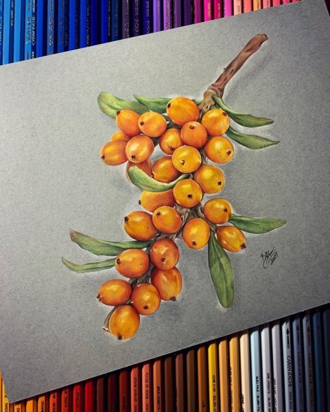 Облепиха крушиновая Ботанический рисунок