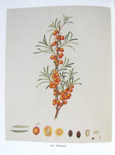 Ветка облепихи вектор