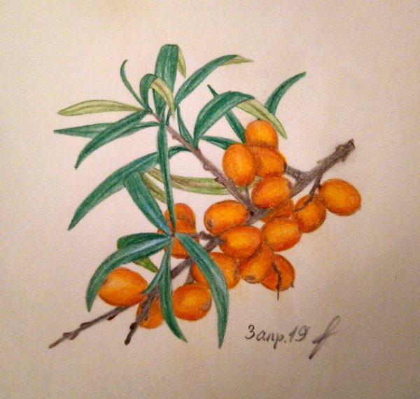 Ягоды акварелью на белом фоне