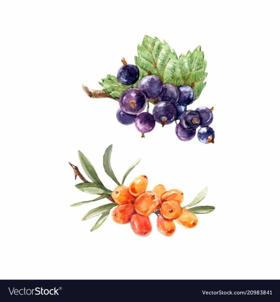 Облепиха паттерн