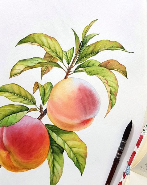 Персик акварелью
