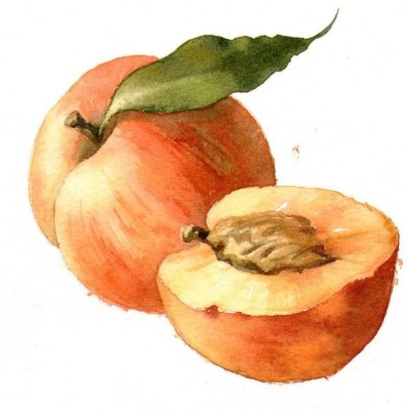 Нектарин акварелью