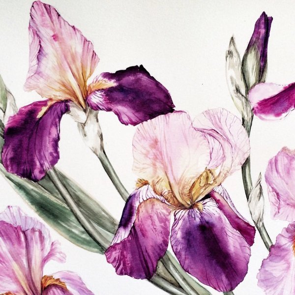 Ботанический скетчинг Ирис