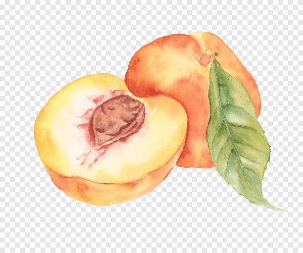 Фрукты акварелью