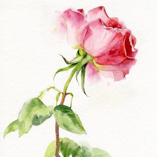 Бутон розы акварелью