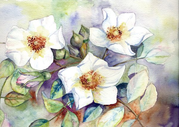 Крупные цветы акварелью