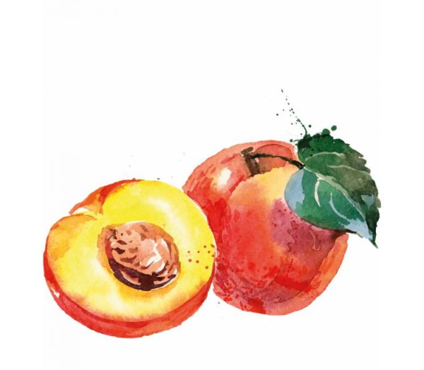 Ветка персиков акварелью