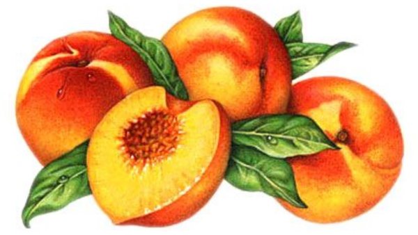 Акварельный персик