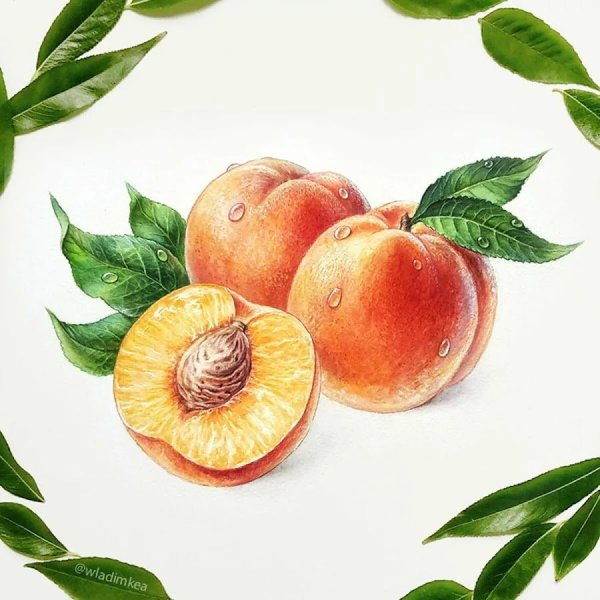 Персик рисунок акварелью