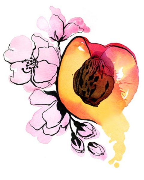 Персик нарисованный