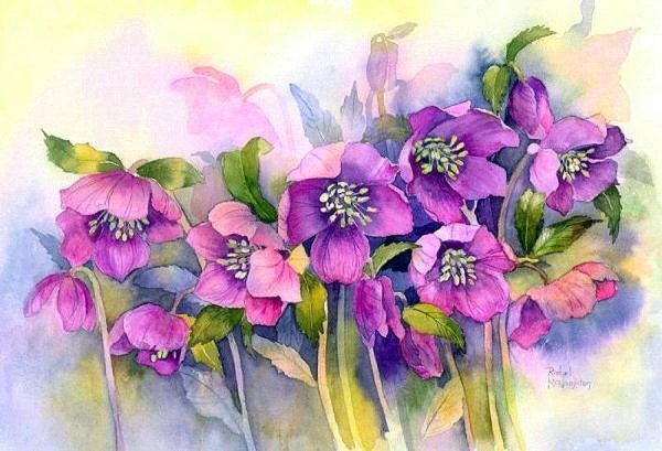 Акварели Рэйчел МАКНОТОН