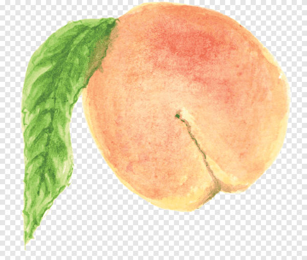 Персики на ветке акварель