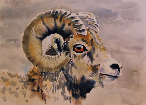 Арт горных Баранов Архаров