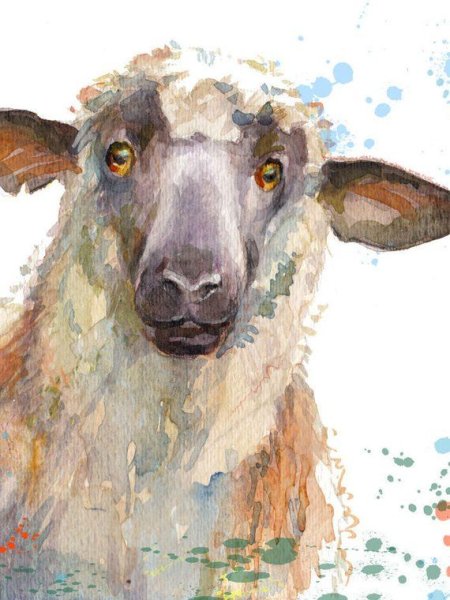 Барашек акварель