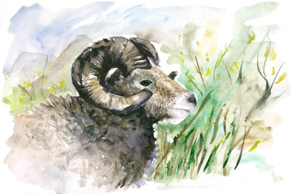 Краснокнижные животные акварелью