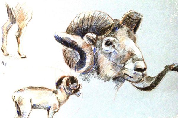 Горный баран анатомия