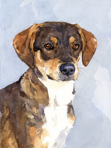 Бигль рисунок