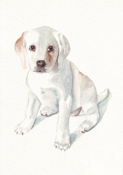 Восточно-европейская овчарка акварелью