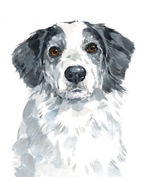 Собака акварелью