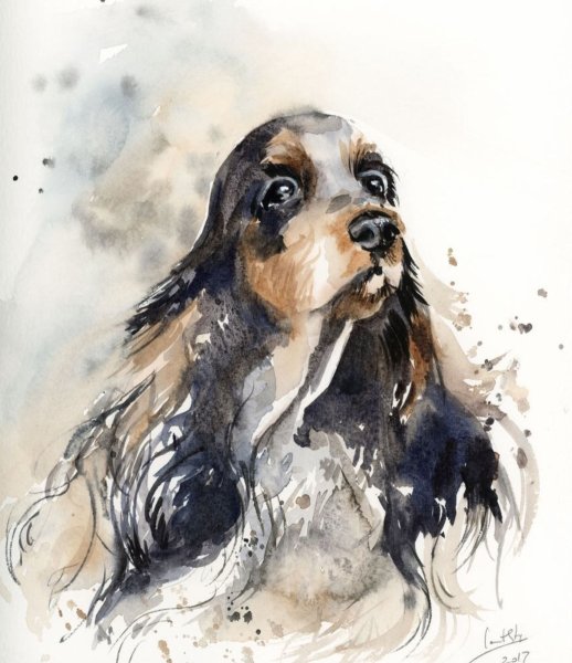 Ротвейлер акварель
