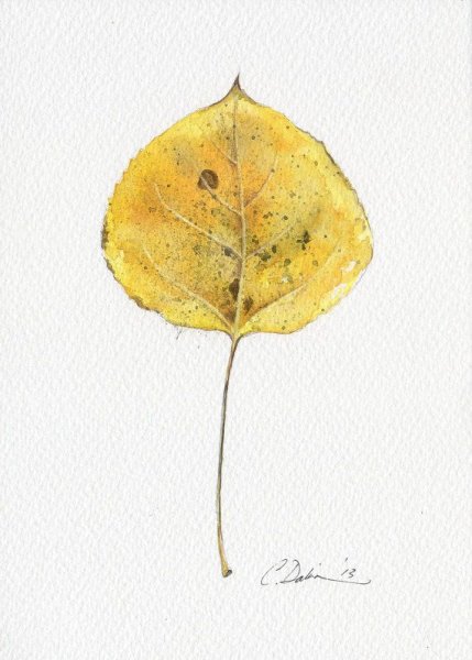 Листья осины акварелью