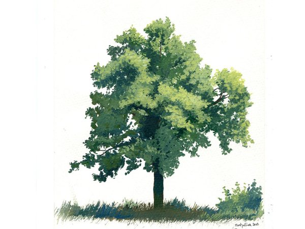 Рисование деревьев акварелью