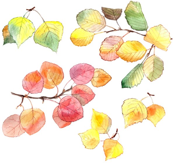 Вяз,осина,Ива -деревья