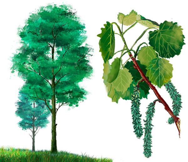 Цвет листьев осины осенью