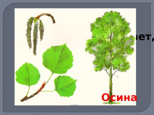 Липа дерево рисунок