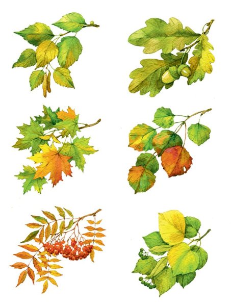 Деревья и кусты акварелью