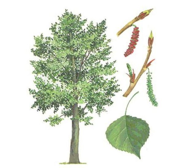 Антураж деревья акварель