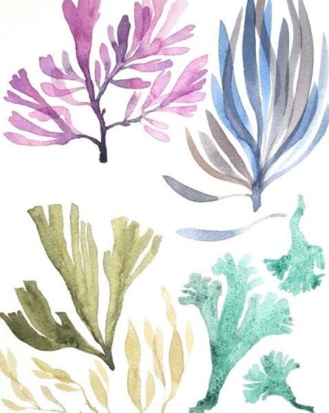 Морские водоросли акварель