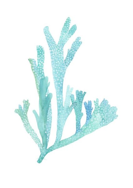 Акварель ракушки, водоросли