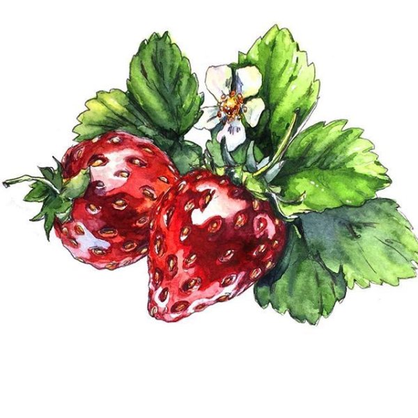 Клубника акварелью