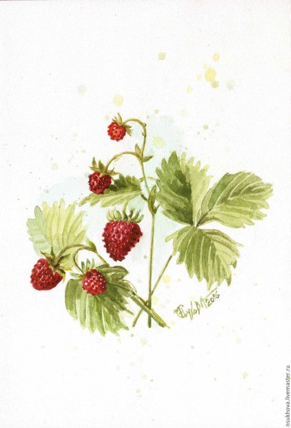 Земляника акварель