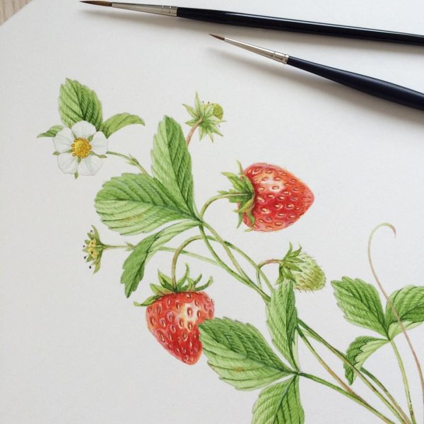 Клубника гуашью