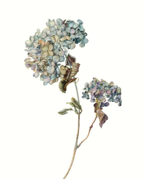 Ботанический атлас гортензия